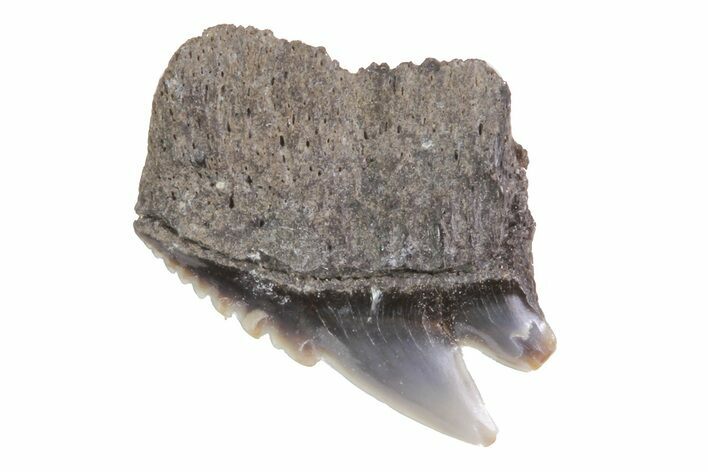 Fossil Cow Shark (Notorynchus) Tooth - Maryland #71089